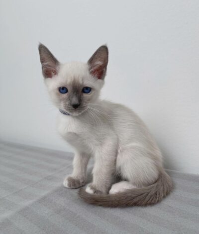 Siamese Cats Near Me for Sale