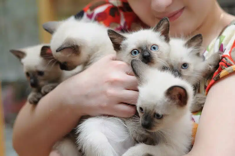 buy siamese kitten online near me