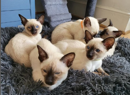 siamese kitten for sale online near me 2024